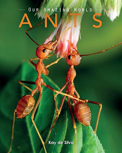 Ants: Amazing Pictures & Fun Facts on Animals in Nature