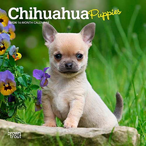 Chihuahua Puppies | 2024 7 x 14 Inch Monthly Mini Wall Calendar | BrownTrout | Animals Small Dog Breeds Puppy