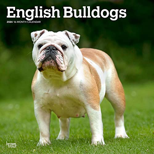 English Bulldogs | 2024 12 x 24 Inch Monthly Square Wall Calendar | BrownTrout | Animals Dog Breeds