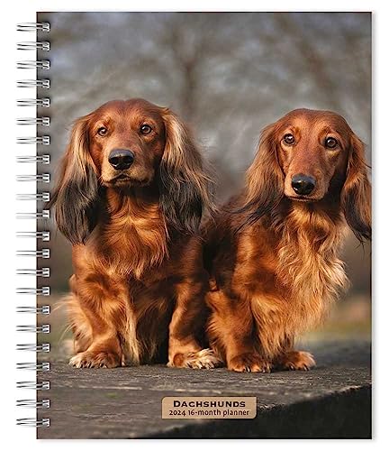 Dachshunds | 2024 6 x 7.75 Inch Spiral-Bound Wire-O Weekly Engagement Planner Calendar | New Full-Color Image Every Week | BrownTrout | Animals Dog Breeds Pets