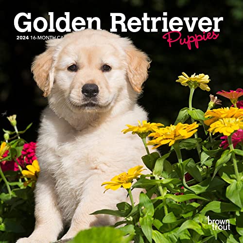 Golden Retriever Puppies | 2024 7 x 14 Inch Monthly Mini Wall Calendar | BrownTrout | Animals Dog Breeds Puppy