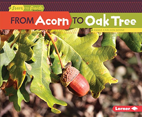 From Acorn to Oak Tree (Start to Finish, Second Series)