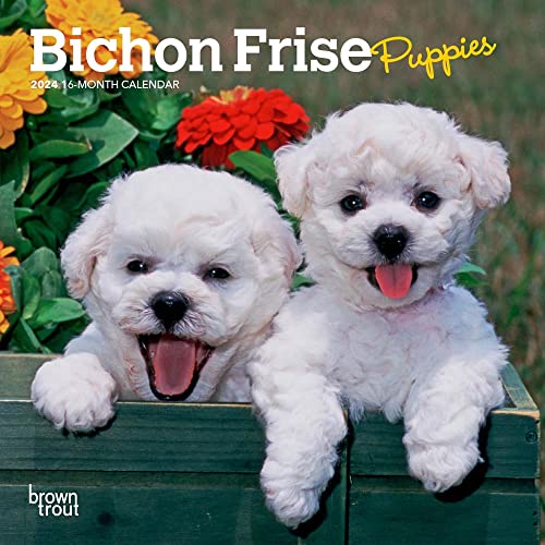 Bichon Frise Puppies | 2024 7 x 14 Inch Monthly Mini Wall Calendar | BrownTrout | Animals Dog Breeds Puppy