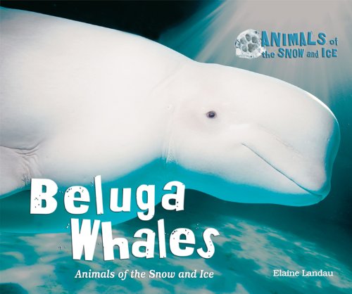Beluga Whales: Animals of the Snow and Ice