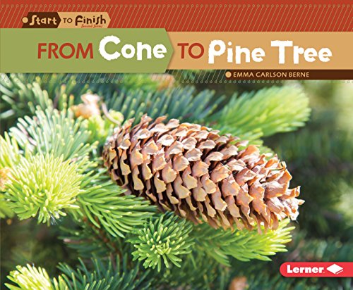 From Cone to Pine Tree (Start to Finish, Second Series)
